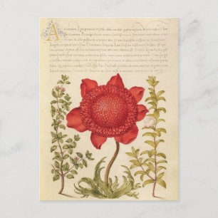 Cartes Pour Fêtes Annuelles Illustration botanique vintage