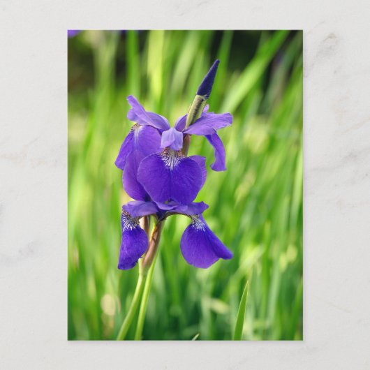 Cartes Pour Fêtes Annuelles Iris pourpre (Devant)