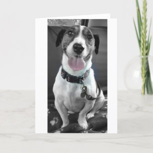Cartes Pour Fêtes Annuelles Jack Russell