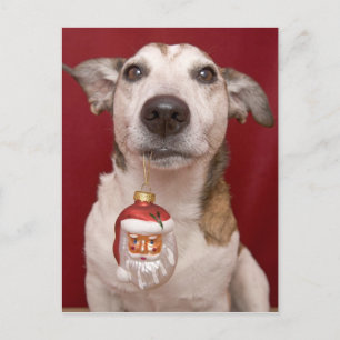 Cartes Pour Fêtes Annuelles Jack Russell Terrier tenant l'ornement de Noël