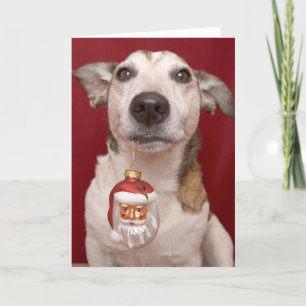 Cartes Pour Fêtes Annuelles Jack Russell Terrier tenant l'ornement de Noël