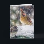 Cartes Pour Fêtes Annuelles J'ai mon oeil sur vous<br><div class="desc">Un cardinal féminin dans la neige semble garder son oeil sur l'autre oiseau.</div>