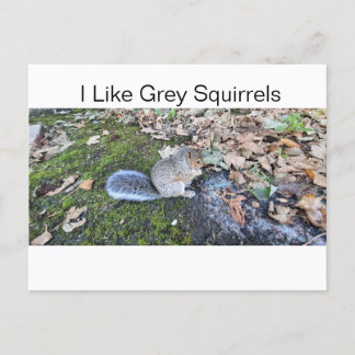 Cartes Pour Fêtes Annuelles J'Aime Les Écureuils Gris