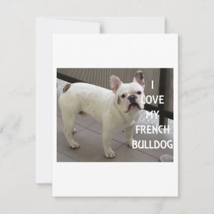 Cartes Pour Fêtes Annuelles J'Aime Mon Chien À Balle Français