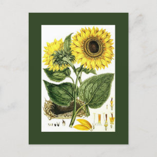 Cartes Pour Fêtes Annuelles Jardin botanique de tournesol Vintage antique PC