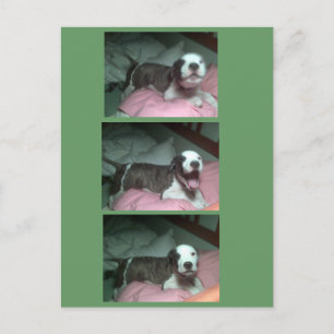 Cartes Pour Fêtes Annuelles je veux père Noël maintenant je veux père Noël mai