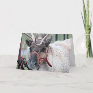 Cartes Pour Fêtes Annuelles Je voulais de la neige !