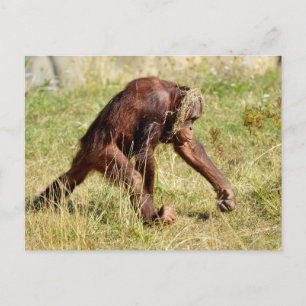 Cartes Pour Fêtes Annuelles Jeune orangoutan marchant sur l'herbe