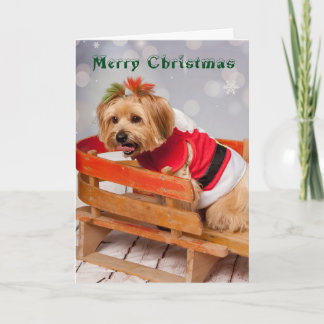 Cartes Pour Fêtes Annuelles Joey a besoin d'un repos aussi