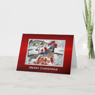 Cartes Pour Fêtes Annuelles Joli bleu Jay Photo de neige Noël