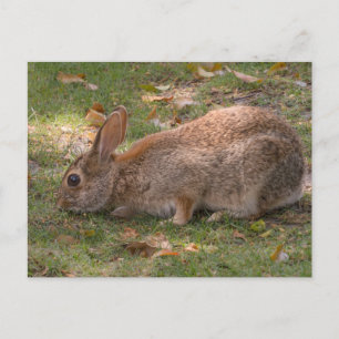 Cartes Pour Fêtes Annuelles Joli Bunny