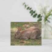Cartes Pour Fêtes Annuelles Joli Bunny (Debout devant)
