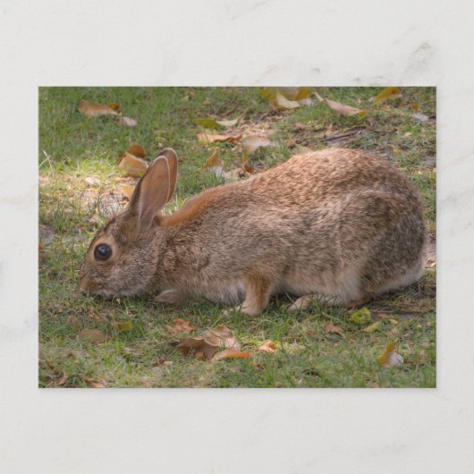 Cartes Pour Fêtes Annuelles Joli Bunny (Devant)