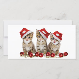Cartes Pour Fêtes Annuelles Joli chatons de Noël