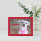 Cartes Pour Fêtes Annuelles Joli chien blanc portant une écharpe rose rouge No (Debout devant)