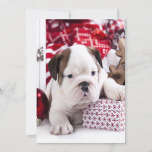 Cartes Pour Fêtes Annuelles Joli chiot bouledogue anglais   Noël drôle