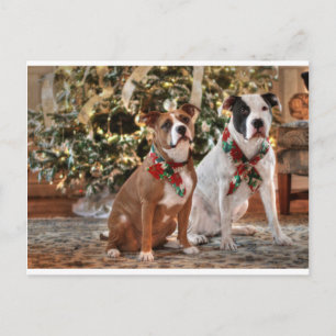 Cartes Pour Fêtes Annuelles Joli Secourt de Noël Pitbull et America Bull Dog