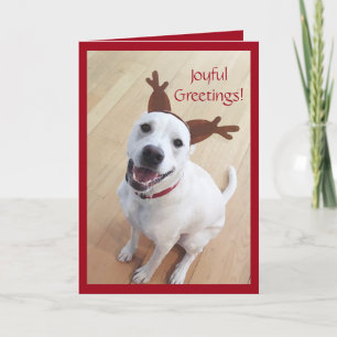 Cartes Pour Fêtes Annuelles Joli sourire blanc renne chien Noël