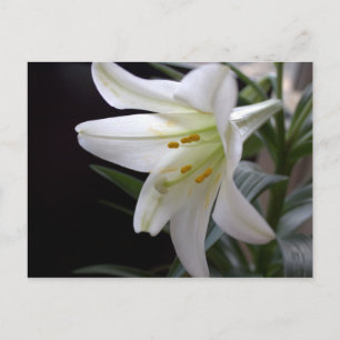 Cartes Pour Fêtes Annuelles Jolie fleur de lys de Pâques blanche pure sur fond