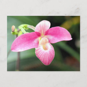 Cartes Pour Fêtes Annuelles Jolie Orchidée rose