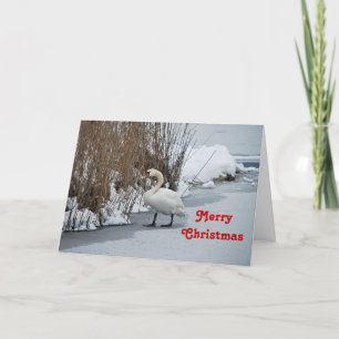 Cartes Pour Fêtes Annuelles Jolie photo de neige du cygne blanc Noël