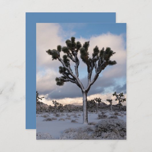 Cartes Pour Fêtes Annuelles Joshua Tree Snowy Matin #2 (Devant / Derrière)