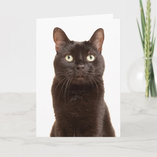 Cartes Pour Fêtes Annuelles Joyeuse Journée d'appréciation de chat noir (Devant)
