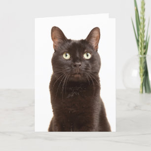 Cartes Pour Fêtes Annuelles Joyeuse Journée d'appréciation de chat noir