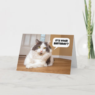 Cartes Pour Fêtes Annuelles Joyeux Anniversaire De L'Humour Chat 