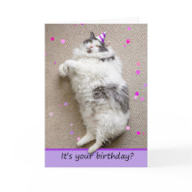 Joyeux Anniversaire Pour Toute Personne Gros Chat 