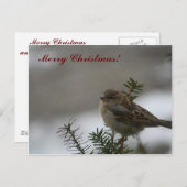 Cartes Pour Fêtes Annuelles Joyeux Bruant de Noël ! (Devant / Derrière)