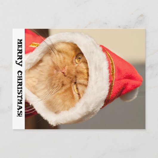 Cartes Pour Fêtes Annuelles Joyeux chat de Noël (Devant)
