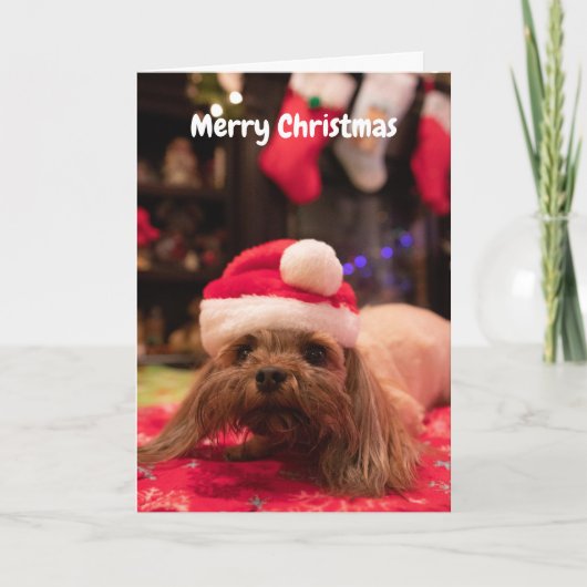 Cartes Pour Fêtes Annuelles Joyeux chien de Noël (Devant)
