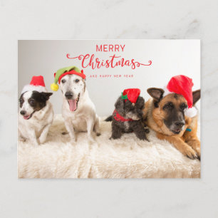 Cartes Pour Fêtes Annuelles Joyeux Chiens de Noël à Santa Hats