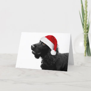 Cartes Pour Fêtes Annuelles Joyeux Cocker de Noël