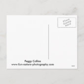 Cartes Pour Fêtes Annuelles Joyeux écureuil de Noël (Dos)