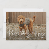 Cartes Pour Fêtes Annuelles Joyeux et miséricordieux photo d'animal de compagn (Devant)