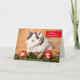 Cartes Pour Fêtes Annuelles Joyeux Noël à quiconque Humour de chat mignon
