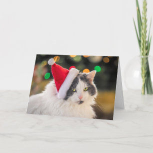 Cartes Pour Fêtes Annuelles Joyeux Noël à tout joli chat en chapeau de Père No