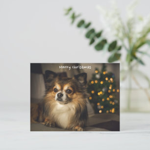 Cartes Pour Fêtes Annuelles Joyeux Noël animal/chien Chihuahua