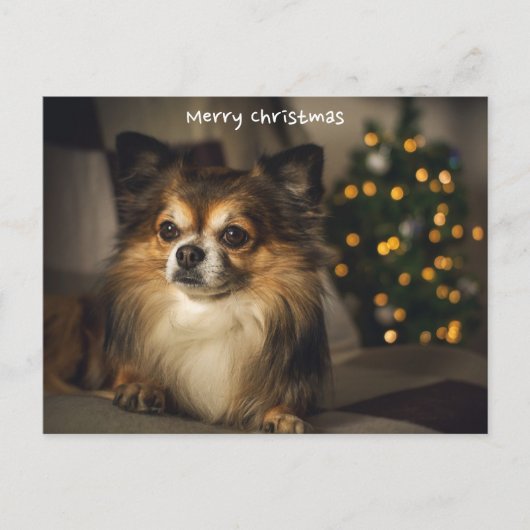Cartes Pour Fêtes Annuelles Joyeux Noël animal/chien Chihuahua (Devant)