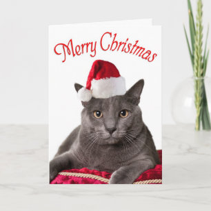 Cartes Pour Fêtes Annuelles Joyeux Noël, Cat Christmas Card