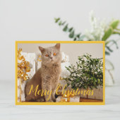 Cartes Pour Fêtes Annuelles Joyeux Noël Chat Photo Saison Salutations (Debout devant)