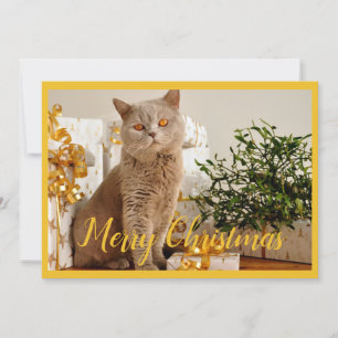 Cartes Pour Fêtes Annuelles Joyeux Noël Chat Photo Saison Salutations