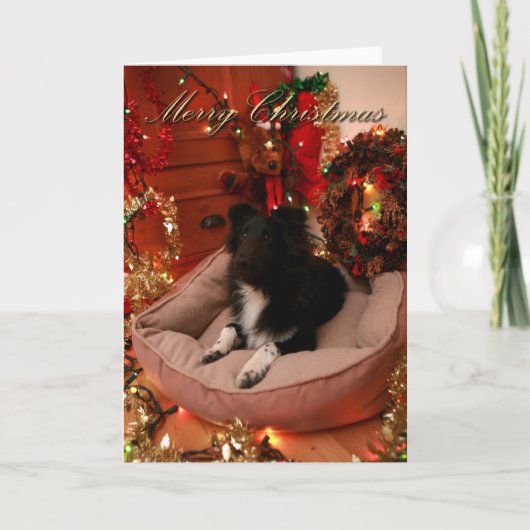Cartes Pour Fêtes Annuelles Joyeux Noël, colley, sheltie (Devant)