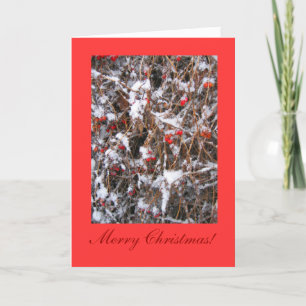 Cartes Pour Fêtes Annuelles Joyeux Noël de baie