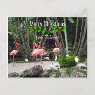 Cartes Pour Fêtes Annuelles Joyeux Noël d'Orlando - Flamants roses roses