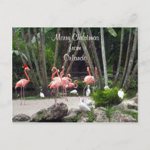 Cartes Pour Fêtes Annuelles Joyeux Noël d'Orlando - Flamants roses roses,