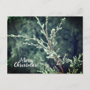 Cartes Pour Fêtes Annuelles Joyeux Noël Frosty À feuillage persistant