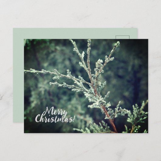 Cartes Pour Fêtes Annuelles Joyeux Noël Frosty À feuillage persistant (Devant / Derrière)